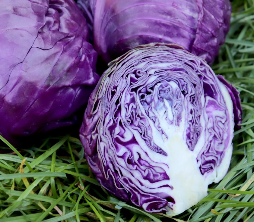 Choux Mauve