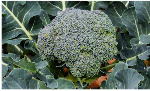 Brocolli
