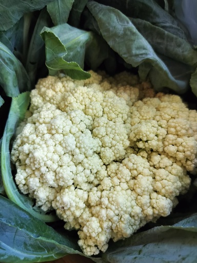Choufleur
