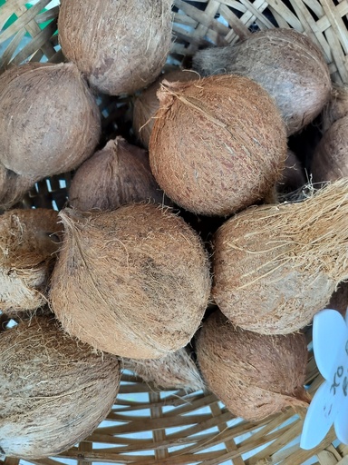 Coco (petit)