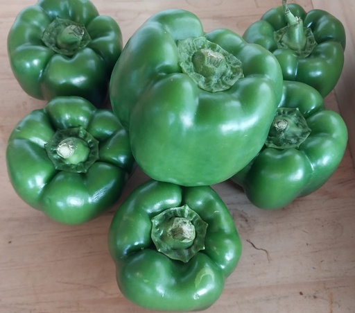 Poivron Vert